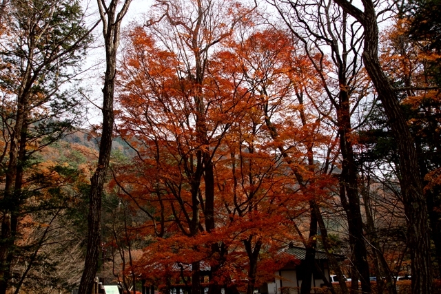 回顧の吊橋の駐車場裏の紅葉.