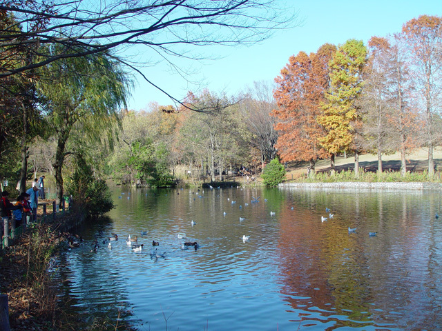 草加公園の紅葉