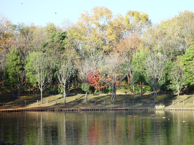 草加公園の紅葉