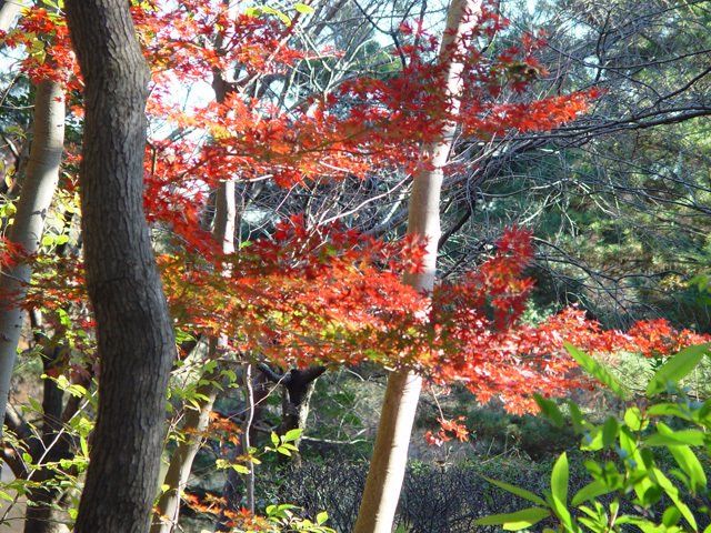 草加公園の紅葉