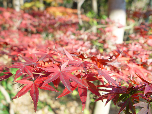 草加公園の紅葉