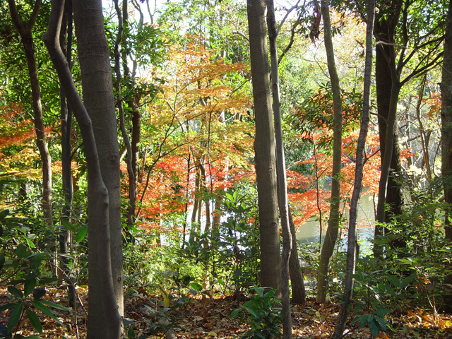 草加公園の紅葉