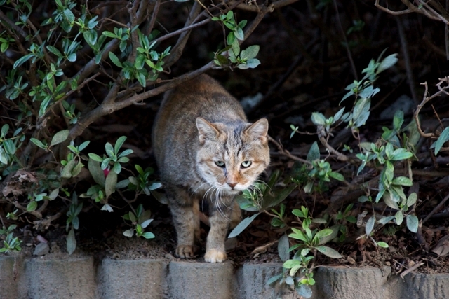 のらねこ1.JPG