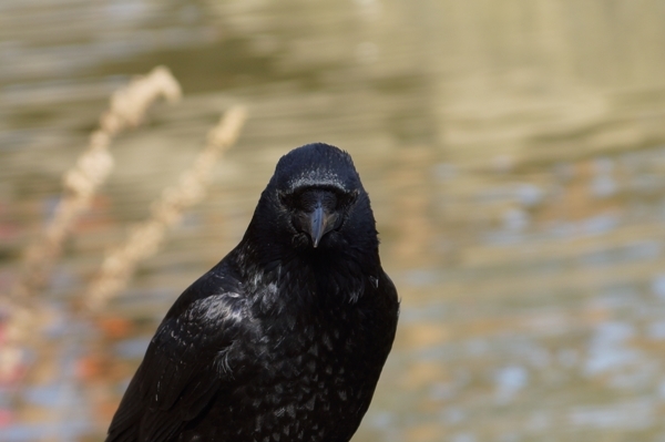 カラスとにらめっこ.JPG