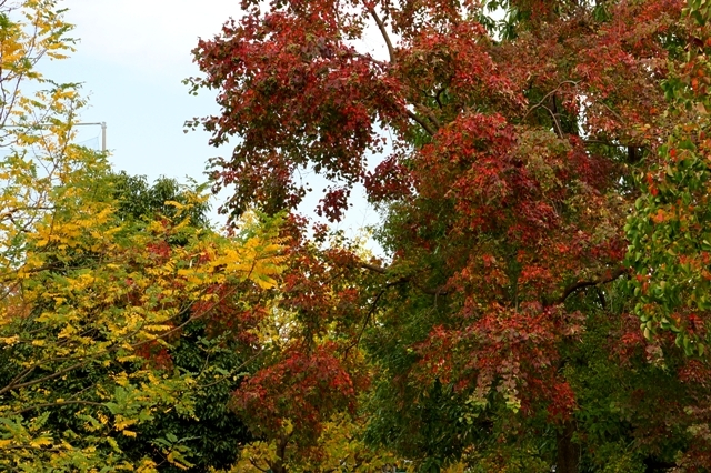 公園の紅葉.JPG