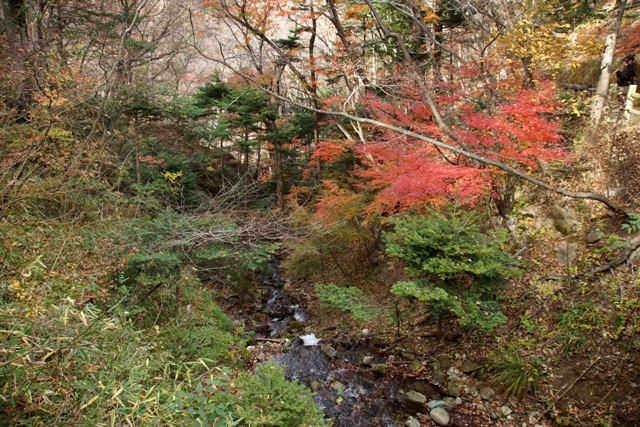 回顧の吊橋の歩道の紅葉.JPG