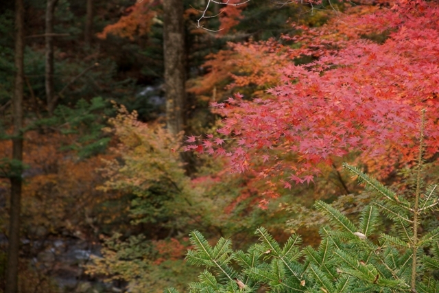 回顧の吊橋の歩道の紅葉1.JPG