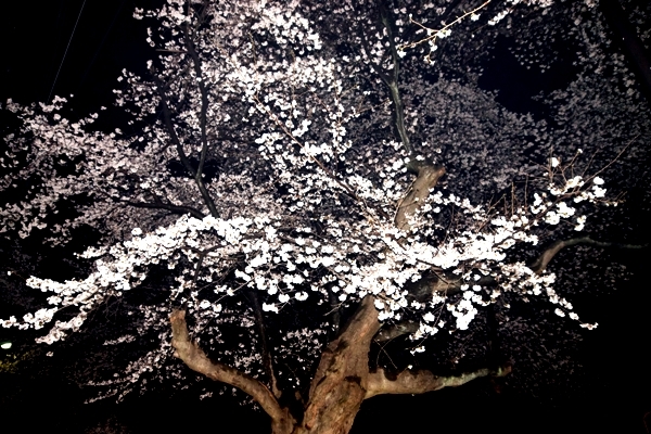 夜桜1.JPG