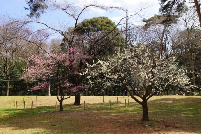 大宮公園の梅の木.jpg