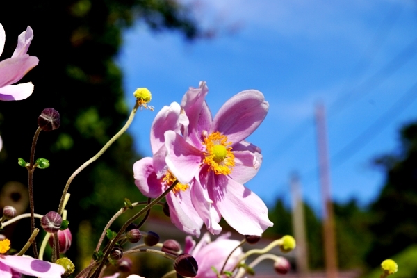 御岳山の花1.JPG