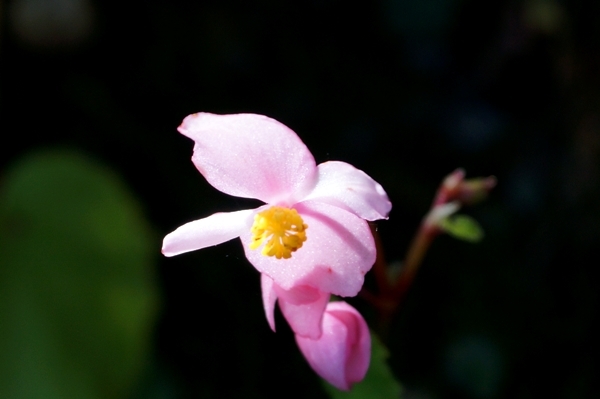 御岳山の花2.JPG