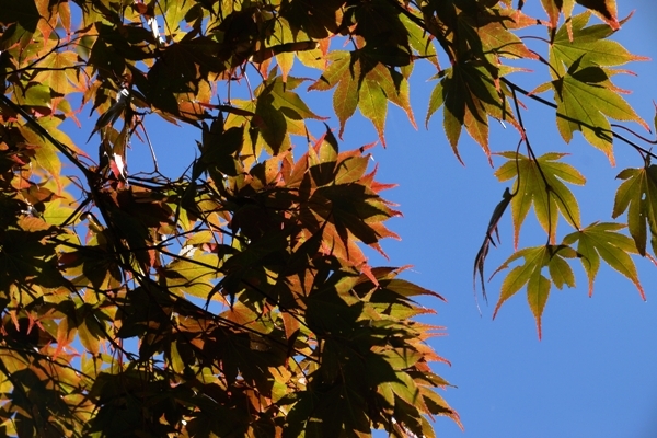 御岳山の花3.JPG