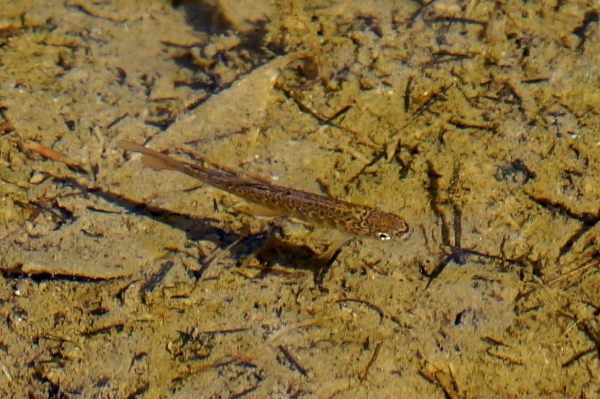 明神池の魚.JPG