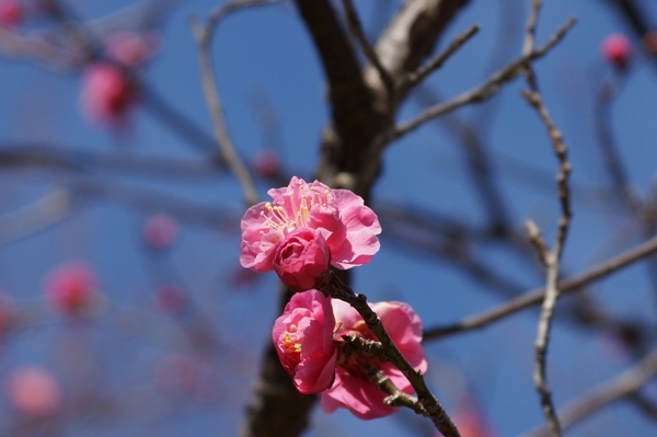 梅の花1.JPG