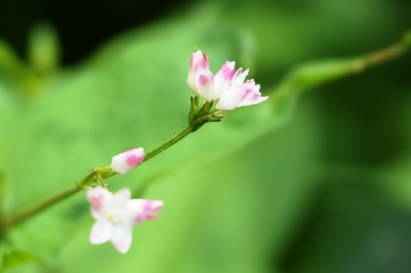 白とピンクの花.JPG