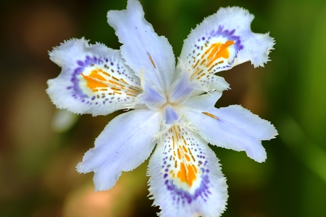 綺麗な花.jpg