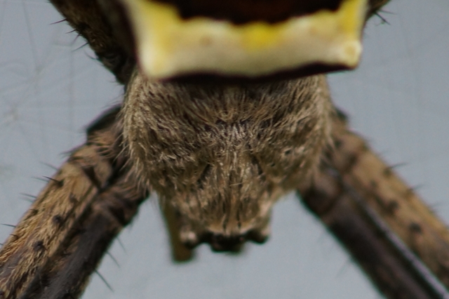 蜘蛛の顔.jpg