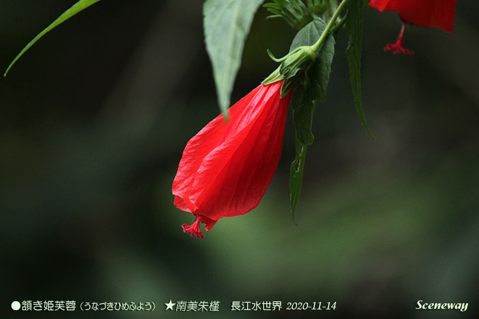 中山花暦 これでも全開です 頷き姫芙蓉 うなづきひめふよう 中国夢時間 香港から深圳そして中山へ Funny Days In Hongkong Shenzhen Zhongshan