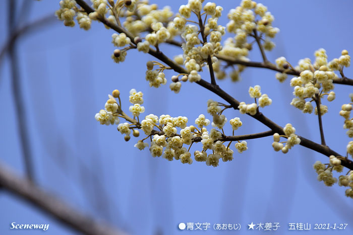 中山花暦 五桂山の青文字 アオモジ の花 中国夢時間 香港から深圳そして中山へ Funny Days In Hongkong Shenzhen Zhongshan