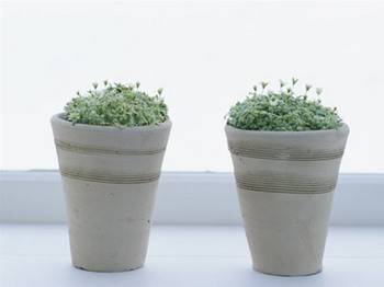 Suiは野の花も展示しています