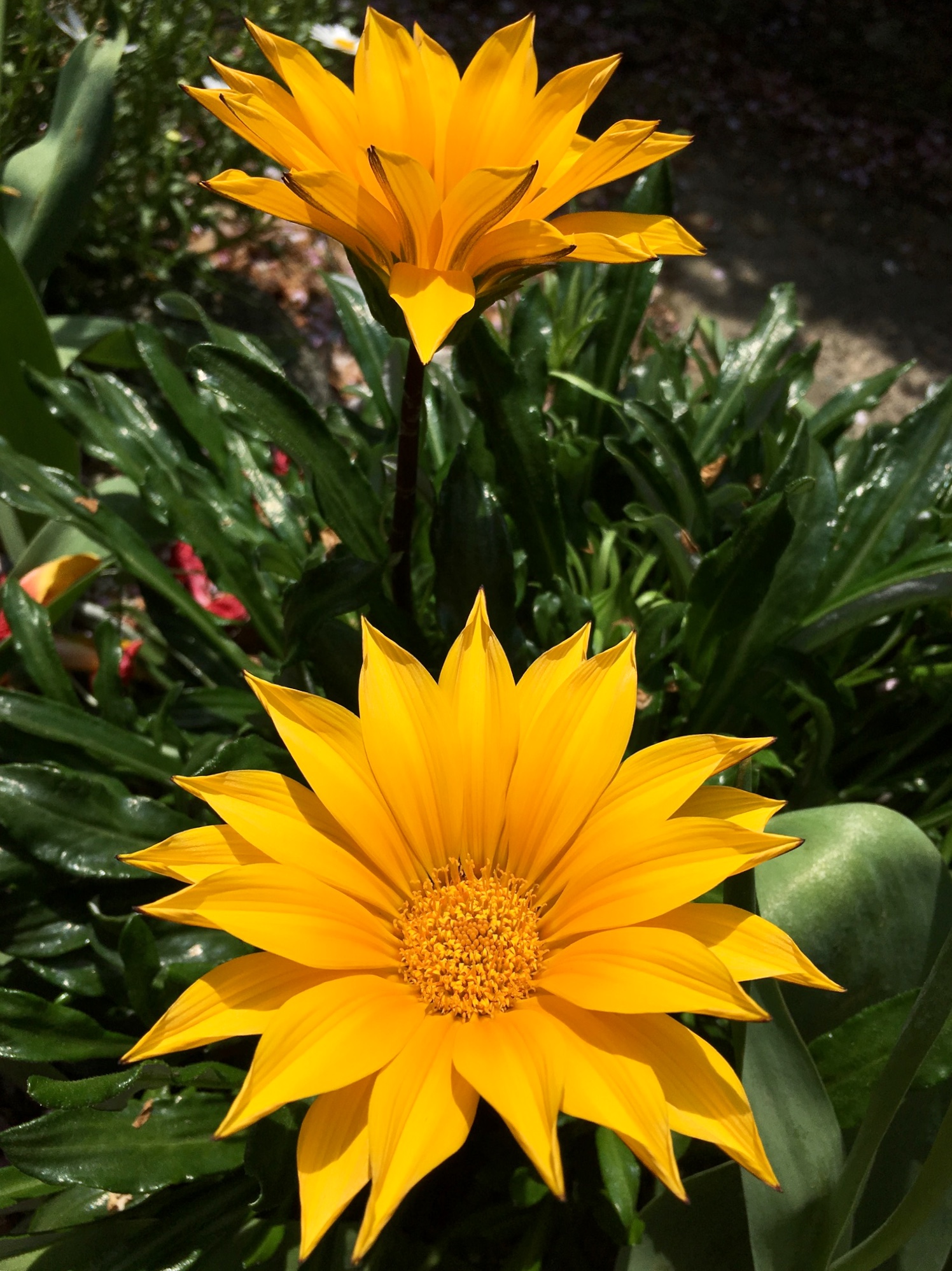 黄色いガザニアの花