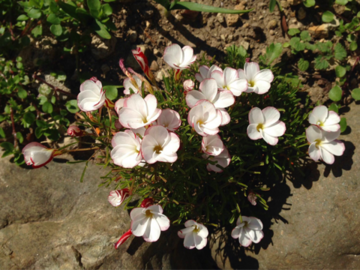 開花したオキザリス