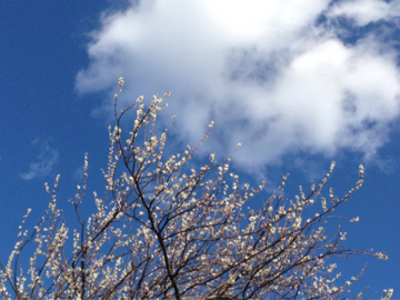 梅と早春の空と雲