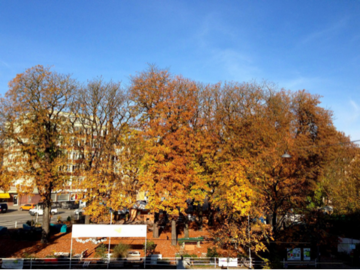 10月下旬の公園の木の様子