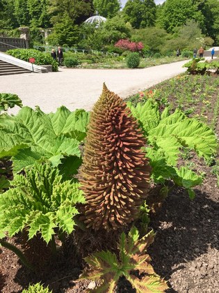 ミュンヘン植物園　グンネラ・ティンクトリア