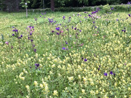 ドイツの植物園 針葉樹林を抜けた後に広がる野原の花々