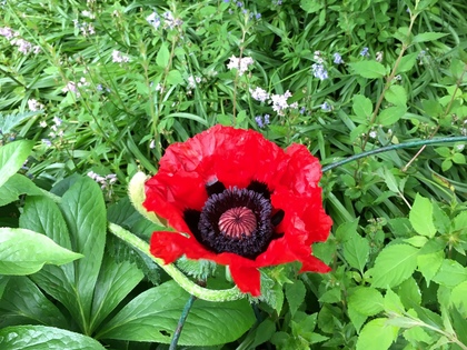 ドイツの植物園 巨大Mohn(ケシ)の花