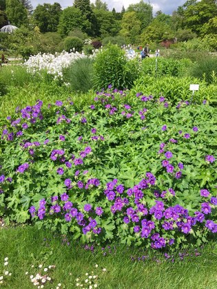 ミュンヘン植物園　紫色の小花群集