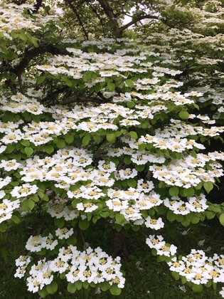ドイツの植物園 Viburnum plicatum（ヤブデマリ）