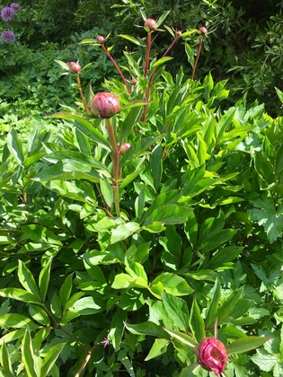 ミュンヘン植物園　Pfingstrose（牡丹／芍薬）