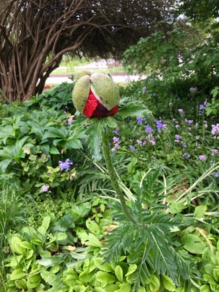 ドイツの植物園 巨大Mohn(ケシ)のつぼみ