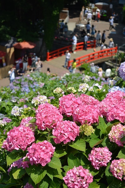 形原温泉あじさいの里