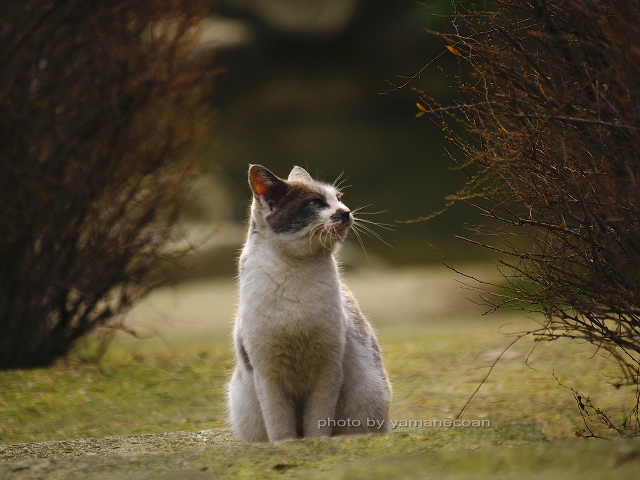 石川県加賀市・古九谷の杜親水公園のネコ