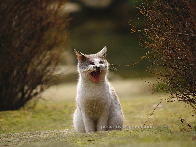 石川県加賀市・古九谷の杜親水公園のネコ