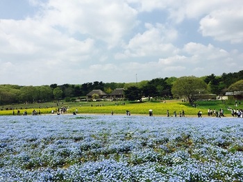 国営ひたち海浜公園.JPG