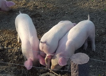 綺麗な子ブタはとってもｶﾜ(・∀・)ｲｲ!!.jpg