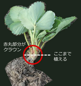 いちごの植え方