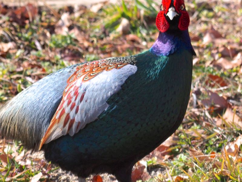 ほっと 野鳥