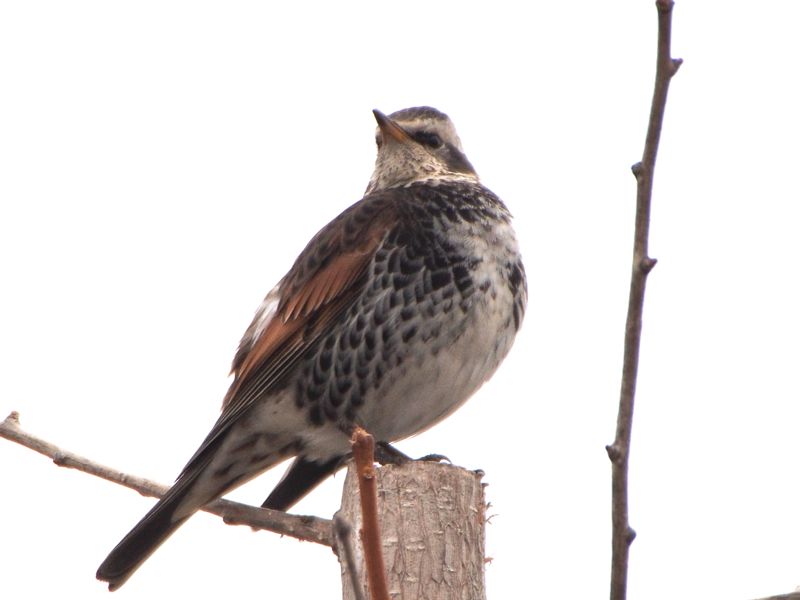 ほっと 野鳥