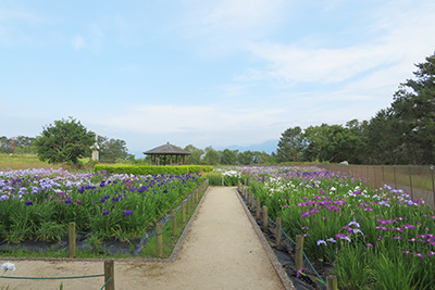 マイアミ浜施設_花菖蒲園_2217.jpg