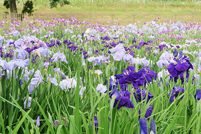 マイアミ浜施設_花菖蒲園_2218.jpg