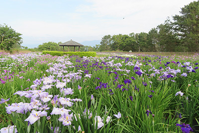 マイアミ浜施設_花菖蒲園_2225.jpg