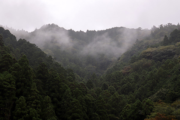 白川渡2日目_朝_山の霧_3335_600.jpg