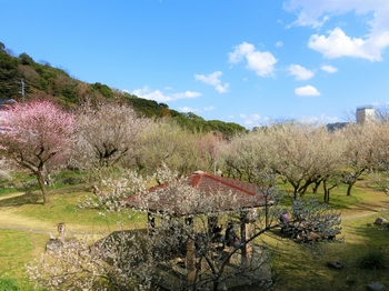 谷尾崎梅林公園の梅