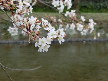 八景水谷公園の早咲き桜
