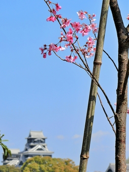 サクラマチクマモトの桜